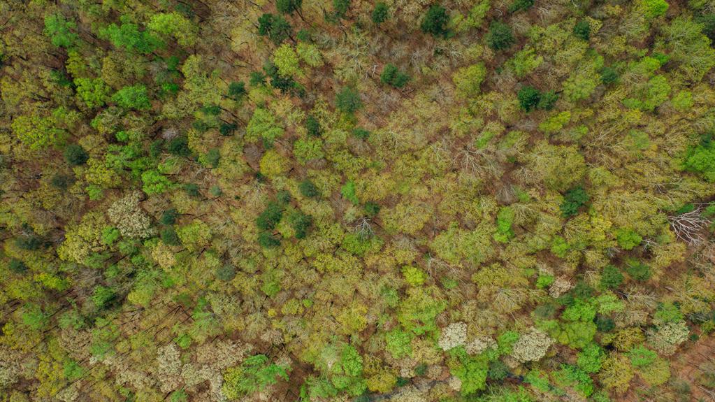 Les Avantages Des Toitures En Bois Pour Les Maisons Écologiques